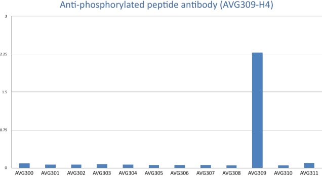 A rabbit monoclonal antibody clone against a phosphorylated peptide derived from a cancer antigen, AVG309: NH2-RPHFPQF-pS-YSASGTA-OH (phosphopeptide). This clone has a KD=0.02 nM and does not recognize its non-phosphorylated counterpart (AVG311 NH2-RPHFPQFSYSASGTA-OH) or other unrelated peptides (AVG301-308) even at >1000-fold higher antibody concentration than the KD value.
